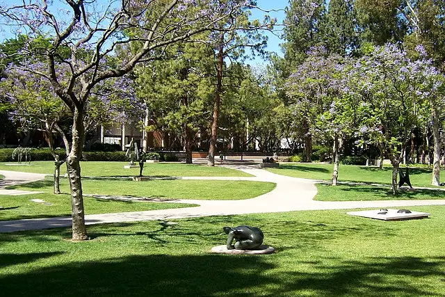 Jacarandas in bloom over the paths of UCLA's Franklin D. Murphy Sculpture Garden